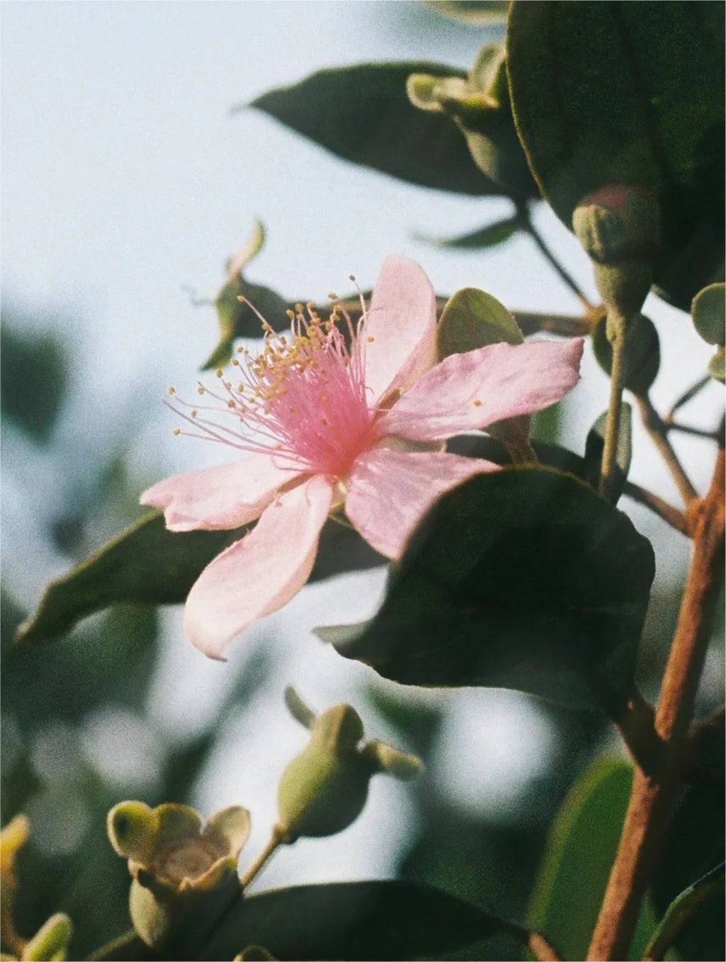 Siero oleoso alternativo al retinolo naturale